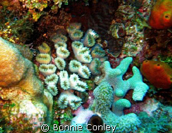 Flower corals seen at Grand Cayman August 2006.  Photo ta... by Bonnie Conley 